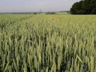 Пшеница Атлон