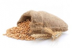 Пшениця сорту Антонівка
