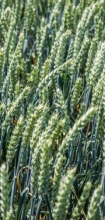 пшениця Лига Одесская (возможна фасовка в мешки)