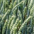 пшениця Лига Одесская (возможна фасовка в мешки)