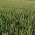 Пшеница Румор (возможна фасовка в мешки)