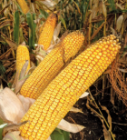 Семена кукурузы ДС0306