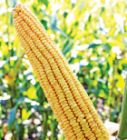 докладно про насіння гібриду кукурудзи сорту МТ Матадо Насіння кукурудзи сорту МТ Матадо