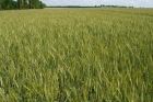 Пшениця Нота Одеська