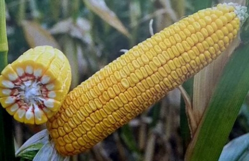 докладно про гібрид кукурудзи сорту ДБ Хотин Гібрид кукурудзи сорту ДБ Хотин