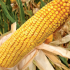 Семена кукурузы сорта ДС0493Б