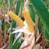 Семена кукурузы ДС0527С