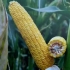 докладно про гібрид кукурудзи сорту ДН Аджамка Гібрид кукурудзи сорту ДН Аджамка