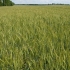 Пшениця Нота Одеська